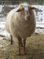 Gnadenhof Dahn 036